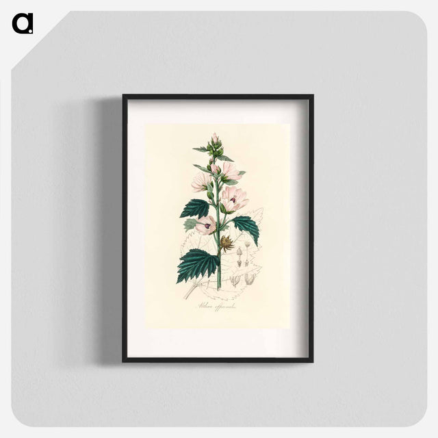 アートポスター-Althea officinalis Illustration
 - 薬用植物学 Poster.