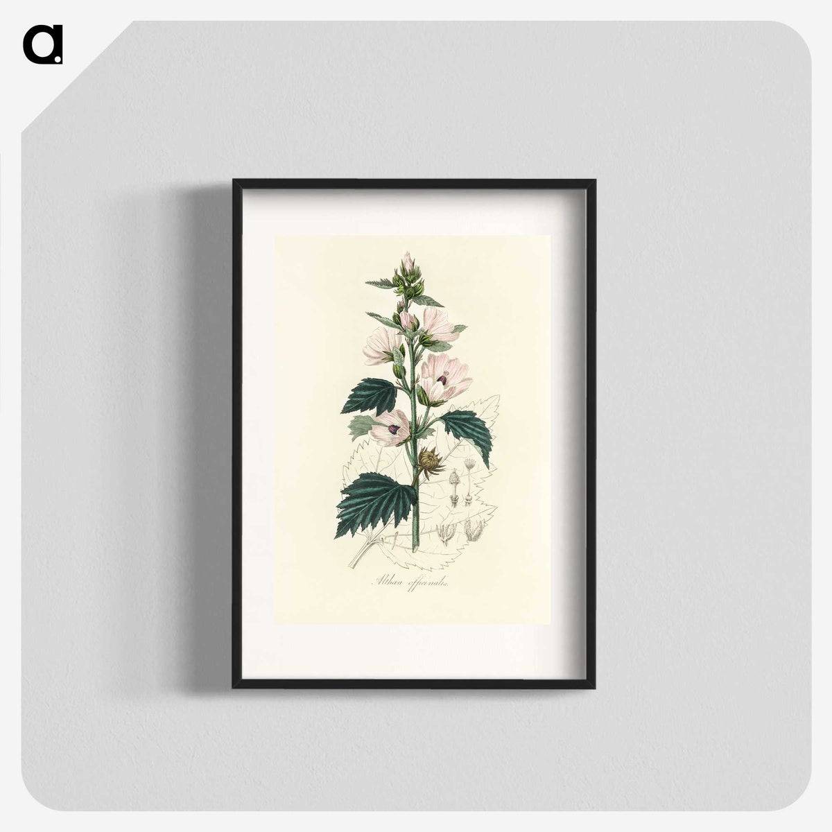 1-35_Medical-Botany_blk