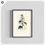1-35_Medical-Botany_blk