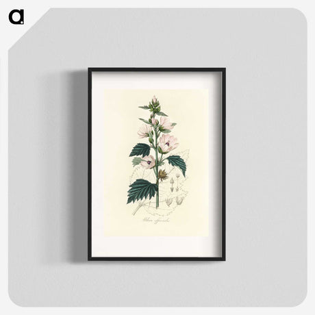 1-35_Medical-Botany_blk