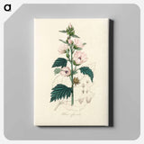 アートパネル-Althea officinalis Illustration
 - 薬用植物学 Canvas.