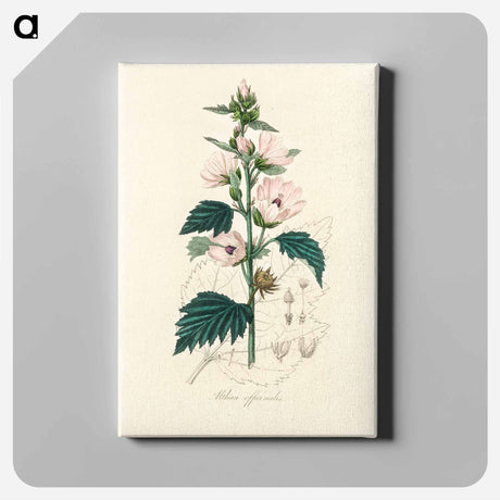 アートパネル-Althea officinalis Illustration
 - 薬用植物学 Canvas.