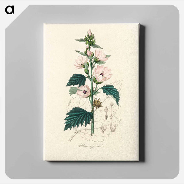 アートパネル-Althea officinalis Illustration
 - 薬用植物学 Canvas.
