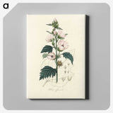 1-35_Medical-Botany_canvas