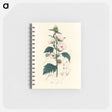アートメモ帳-Althea officinalis Illustration
 - 薬用植物学 Memo.