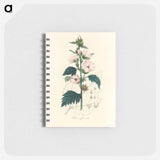 アートメモ帳-Althea officinalis Illustration
 - 薬用植物学 Memo.