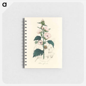 アートメモ帳-Althea officinalis Illustration
 - 薬用植物学 Memo.