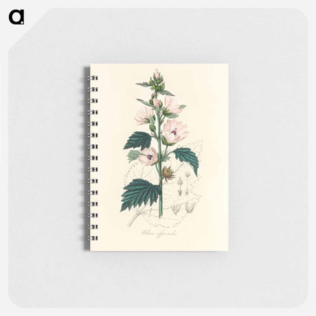 アートメモ帳-Althea officinalis Illustration
 - 薬用植物学 Memo.
