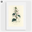 1-35_Medical-Botany_picture