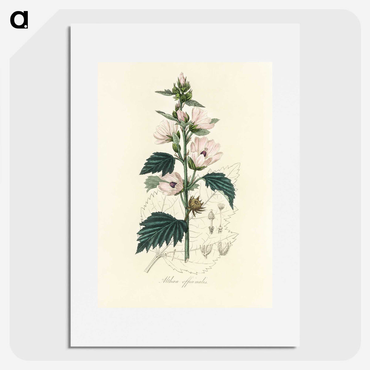 1-35_Medical-Botany_picture