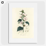 1-35_Medical-Botany_picture