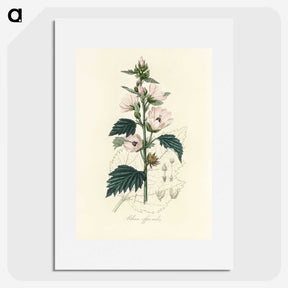 1-35_Medical-Botany_picture