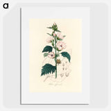 アートポスター-Althea officinalis Illustration
 - 薬用植物学 Poster.