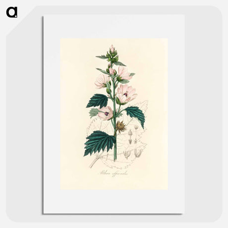 アートポスター-Althea officinalis Illustration
 - 薬用植物学 Poster.