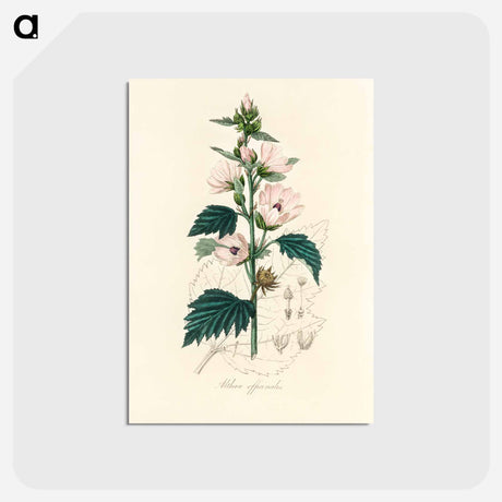 アートポストカード-Althea officinalis Illustration
 - 薬用植物学 Postcard.