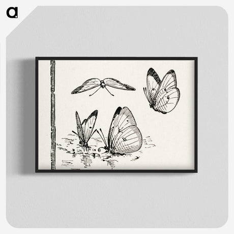 1-35_Moths-and-Butterflies-of-the-United-States_blk-crop