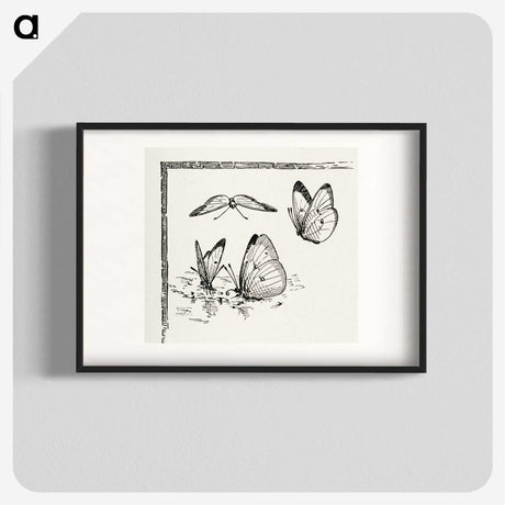 1-35_Moths-and-Butterflies-of-the-United-States_blk