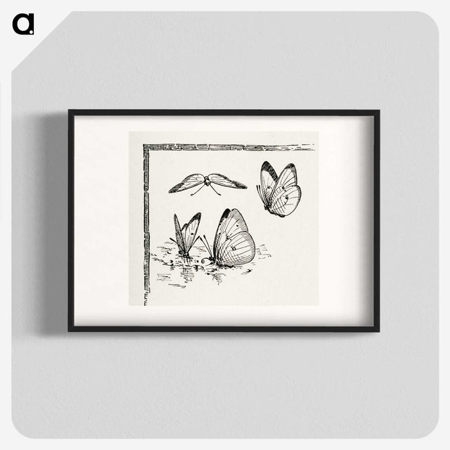 1-35_Moths-and-Butterflies-of-the-United-States_blk