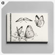 1-35_Moths-and-Butterflies-of-the-United-States_canvas