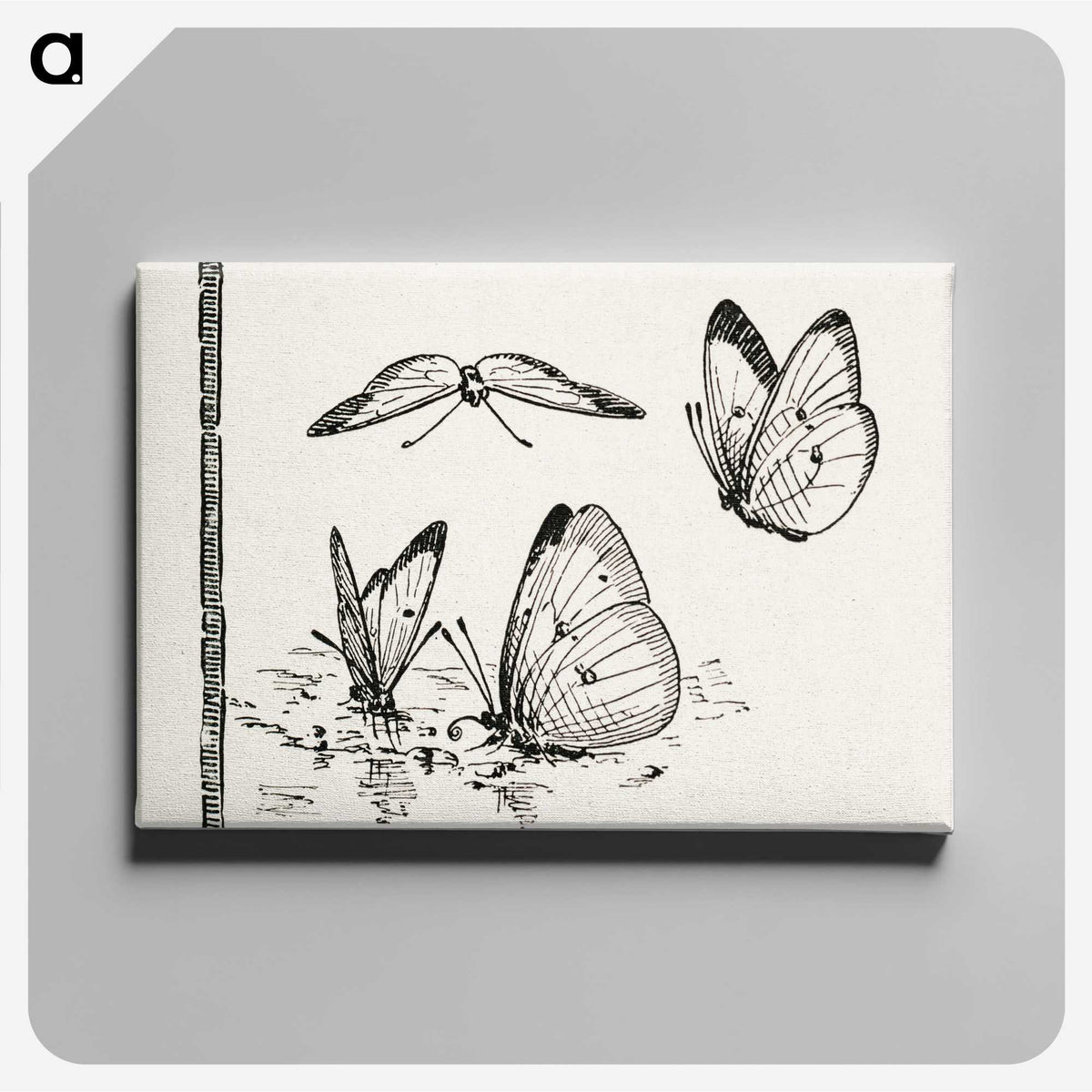 1-35_Moths-and-Butterflies-of-the-United-States_canvas
