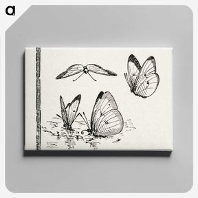 1-35_Moths-and-Butterflies-of-the-United-States_canvas