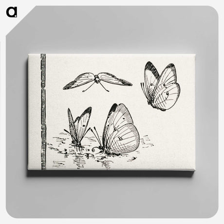 1-35_Moths-and-Butterflies-of-the-United-States_canvas