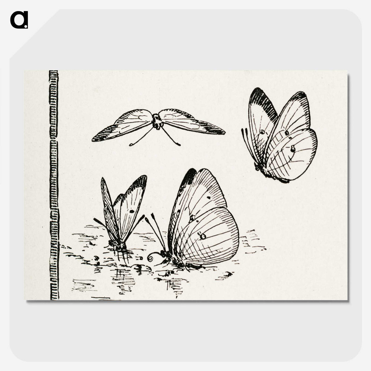 1-35_Moths-and-Butterflies-of-the-United-States_picture-crop