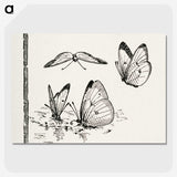 1-35_Moths-and-Butterflies-of-the-United-States_picture-crop