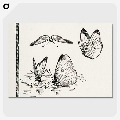 1-35_Moths-and-Butterflies-of-the-United-States_picture-crop