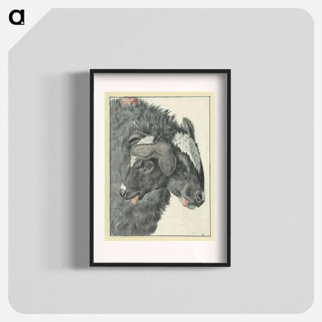 アートポスター-Bicephalic Sheep
 - 国立医学図書館 Poster.