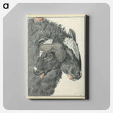 アートパネル-Bicephalic Sheep
 - 国立医学図書館 Canvas.