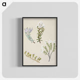 1-35_Native-Flowering-Plants-of-New-Zealand_blk-crop