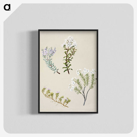 1-35_Native-Flowering-Plants-of-New-Zealand_blk-crop