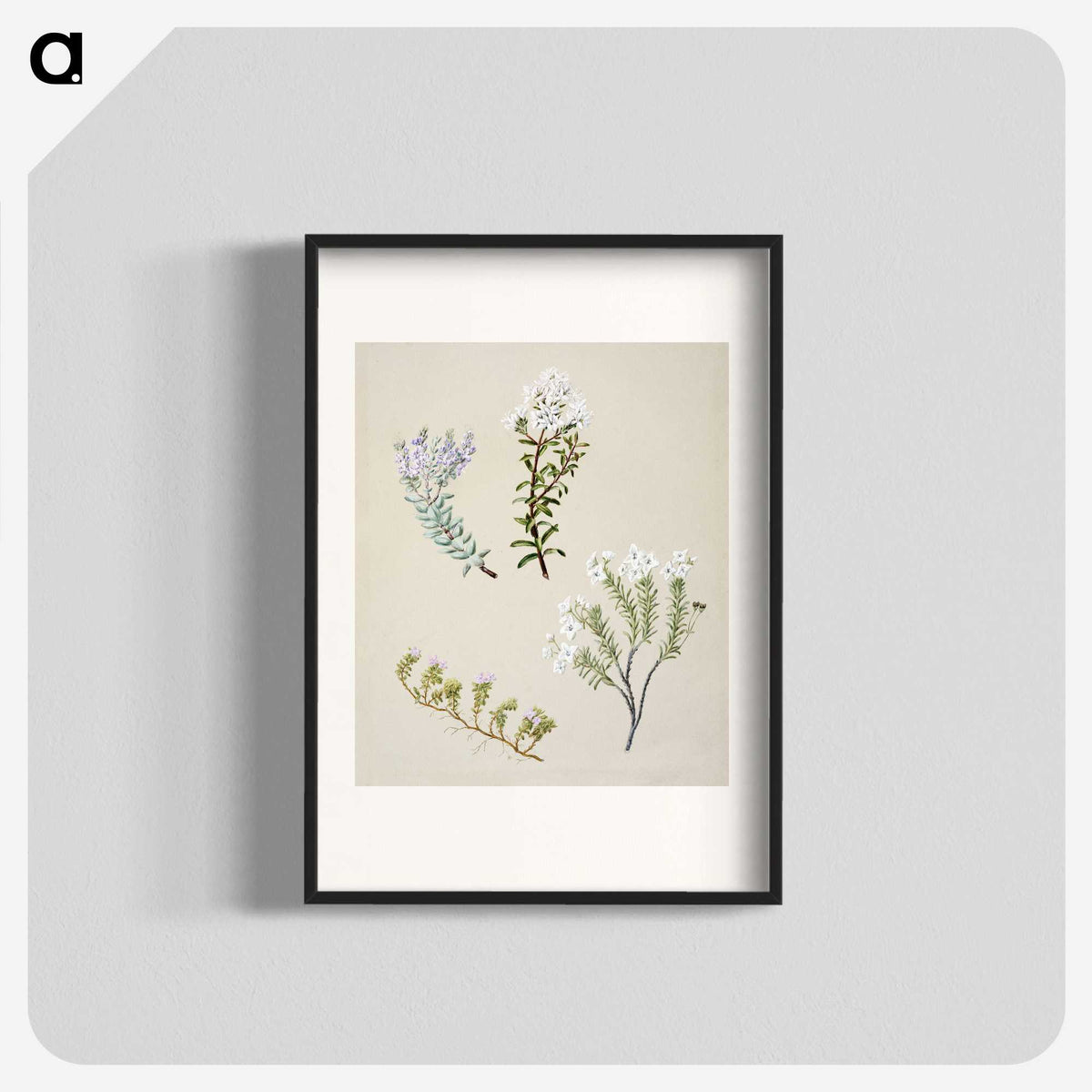 1-35_Native-Flowering-Plants-of-New-Zealand_blk