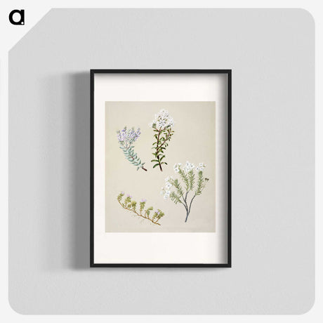 1-35_Native-Flowering-Plants-of-New-Zealand_blk