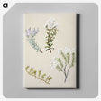 1-35_Native-Flowering-Plants-of-New-Zealand_canvas