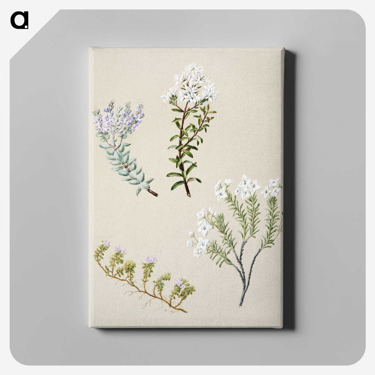 1-35_Native-Flowering-Plants-of-New-Zealand_canvas