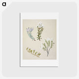 1-35_Native-Flowering-Plants-of-New-Zealand_hagaki