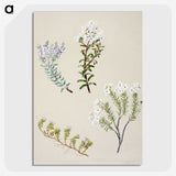 1-35_Native-Flowering-Plants-of-New-Zealand_picture-crop