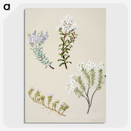 1-35_Native-Flowering-Plants-of-New-Zealand_picture-crop