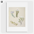 1-35_Native-Flowering-Plants-of-New-Zealand_picture