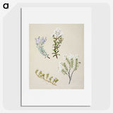 1-35_Native-Flowering-Plants-of-New-Zealand_picture