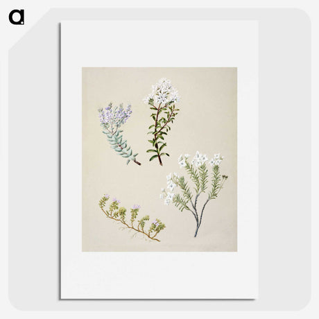 1-35_Native-Flowering-Plants-of-New-Zealand_picture