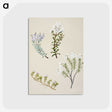 1-35_Native-Flowering-Plants-of-New-Zealand_postcard