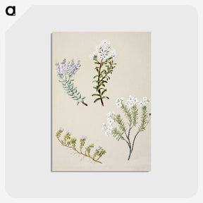 1-35_Native-Flowering-Plants-of-New-Zealand_postcard