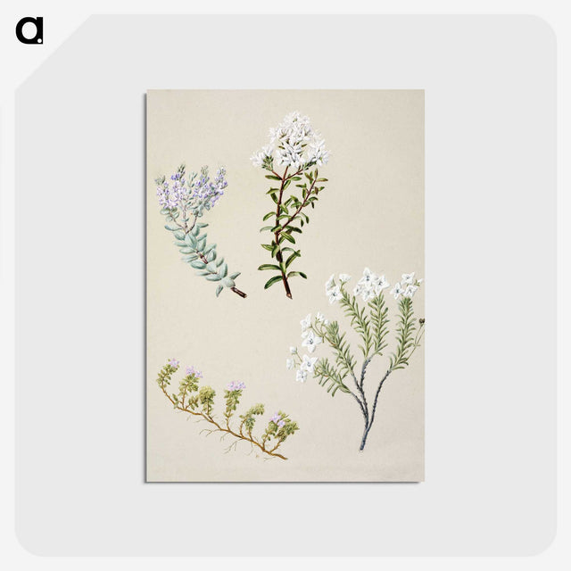 1-35_Native-Flowering-Plants-of-New-Zealand_postcard