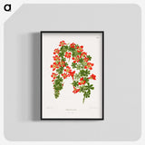 1-35_Nederlandsche-Flora-en-Pomona_blk-crop