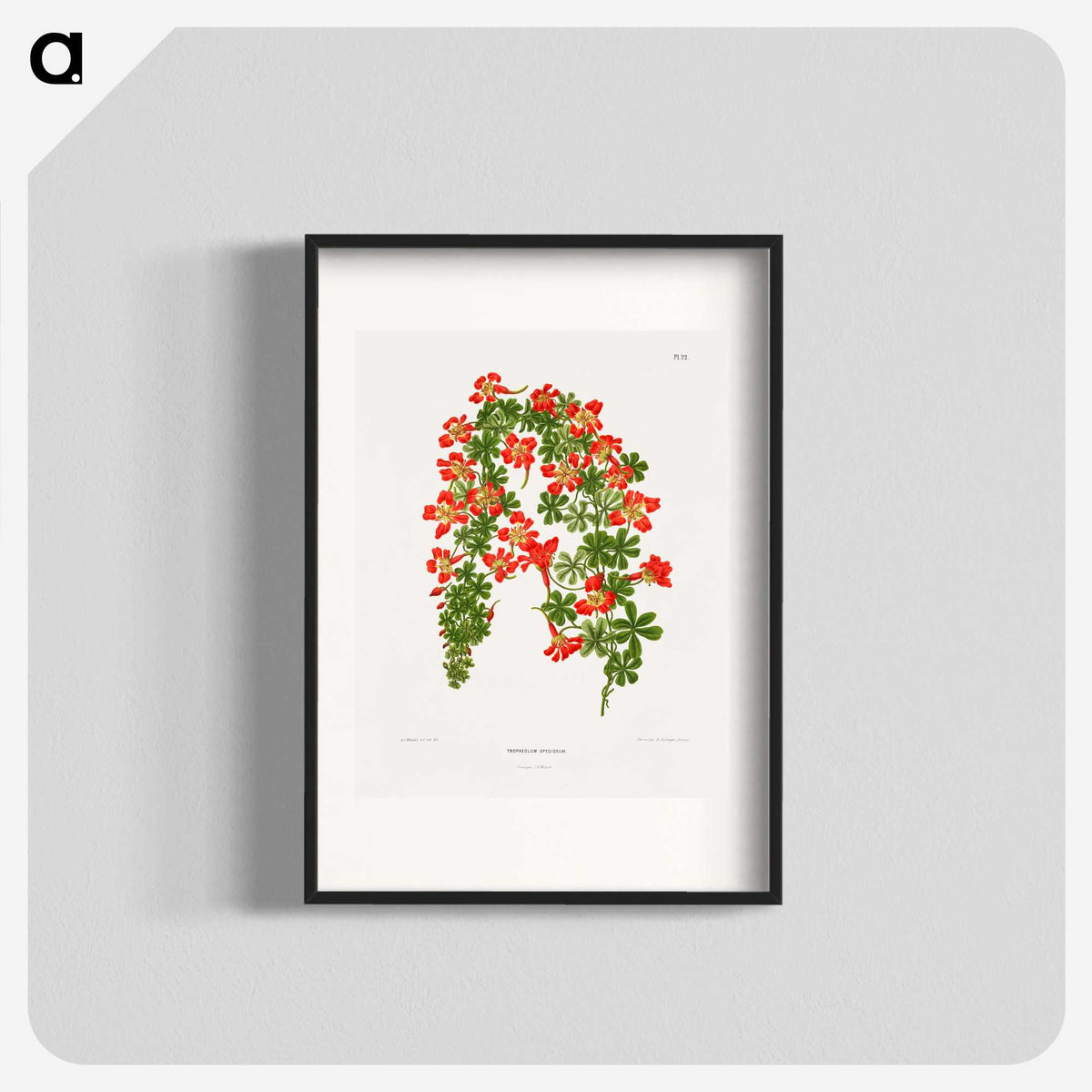1-35_Nederlandsche-Flora-en-Pomona_blk