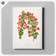 1-35_Nederlandsche-Flora-en-Pomona_canvas