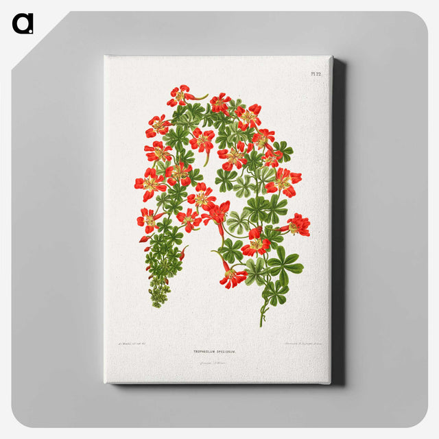 1-35_Nederlandsche-Flora-en-Pomona_canvas
